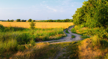 The road in a russian field in the morning