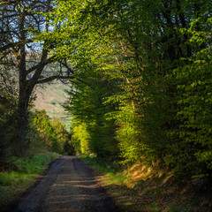 Path through the woods