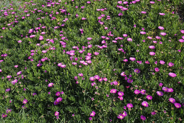 Mittagsblumen Feld (Aizoaceae) Blüten