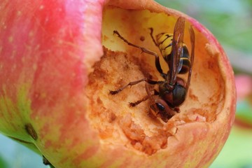 Hornet damaging apple in the orchard