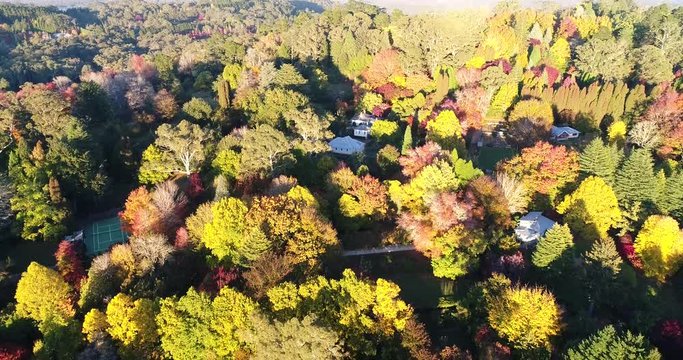 Sun lit leaf trees in Mount Wilson town of Blue Mountains national park during autumn leaf falling season in aerial lowering of view to the ground.
