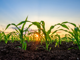 Green corn maize plants on a field. Agricultural landscape