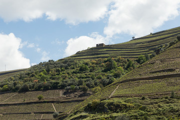 vineyards of the Douro River valley