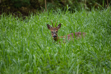 Rehbock - Beobachtung