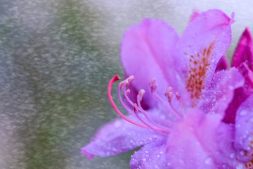 Close-up of beautiful pink Azaleas flowers .
