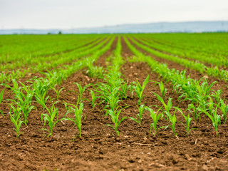 Green corn maize plants on a field. Agricultural landscape