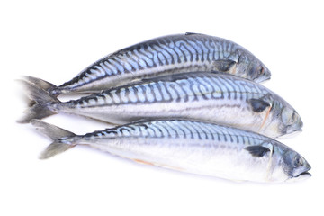 Fish mackerel