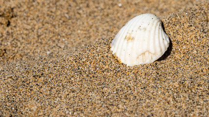 Shells on the golden beach of Lignano Sabbiadoro