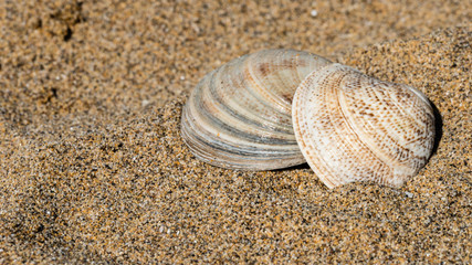 Shells on the golden beach of Lignano Sabbiadoro
