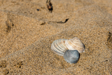 Fototapeta na wymiar Shells on the golden beach of Lignano Sabbiadoro