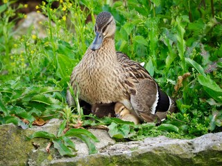 Mallard and Chick