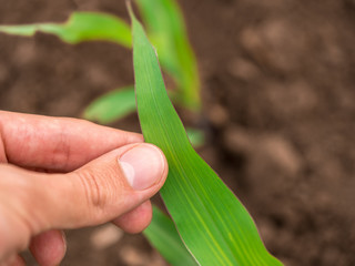 Green corn maize plants on a field. Agricultural landscape © oticki