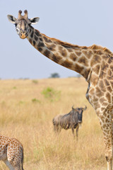 Voyage Afrique