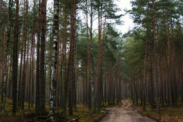 Fototapeta na wymiar beautiful forest pathway
