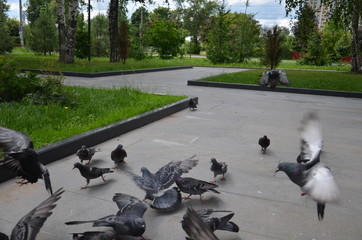 Fototapeta premium picture of a flying flock of pigeons in Izhevsk