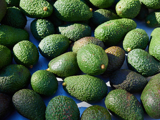 Natural freshly picked Avocado fruit  arranged for display