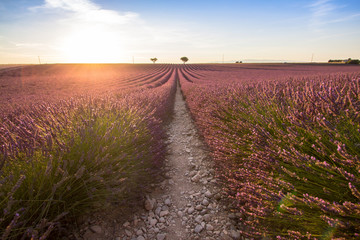 Fototapeta na wymiar Big lavender field on sunset