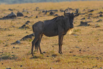 Voyage Afrique