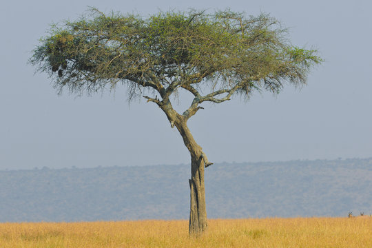 Voyage Afrique
