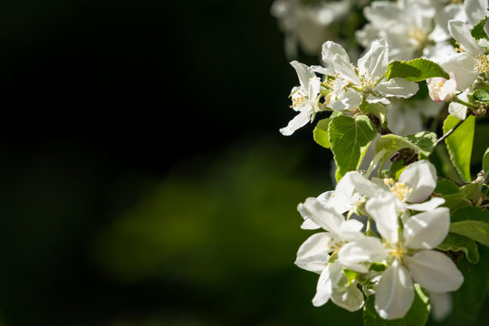 Close up of beautiful blooming apple flowers with dark surroundings.