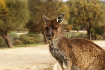 Fototapeta premium CANGURO