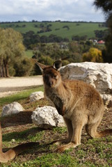 CANGURO