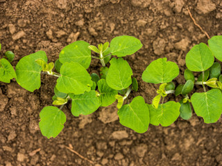 Green ripening soybean field, agricultural landscape