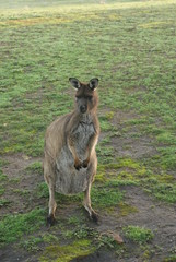 CANGURO