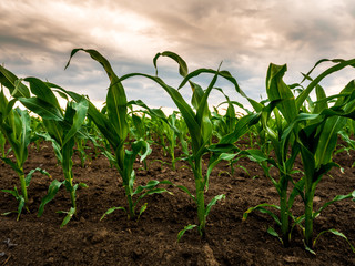 Green corn maize plants on a field. Agricultural landscape