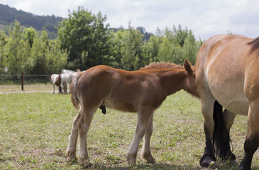 A chestnut foal is hidden behind it's mother