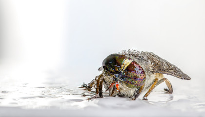 Goat in drops of water on a light background. Macro photo