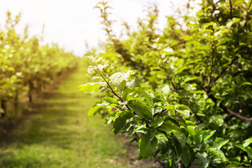 Green orchard in spring in sunlight. Before the appearance of fruits. Gardening concept