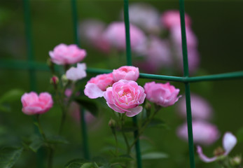 A blooming rose, in the garden