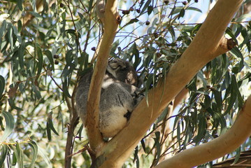 KOALA