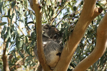 KOALA