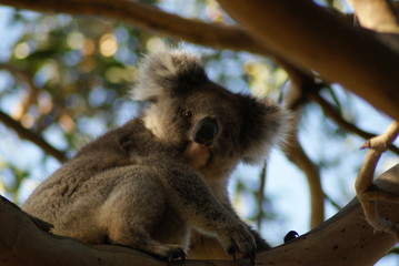 KOALA