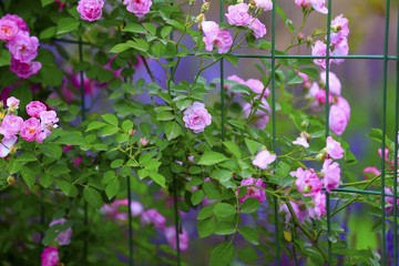 A blooming rose, in the garden