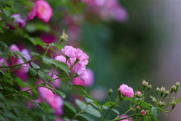 A blooming rose, in the garden