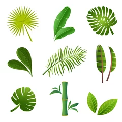 Fotobehang Tropische bladeren Green tropical leaves set. Tropical plants set.