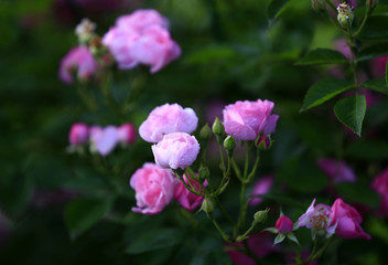 A blooming rose, in the garden