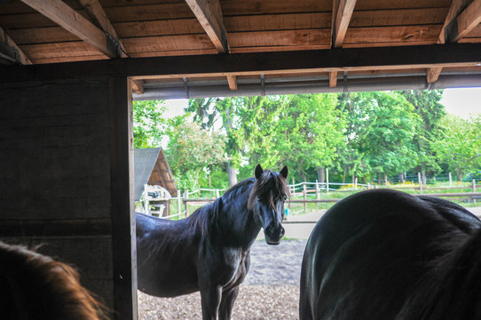 Pferd Araber Portrait schaut in kamera