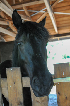 Pferd Araber Portrait schaut in kamera