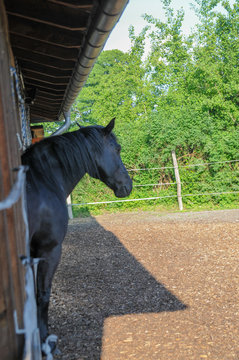 pferd pony fiunkel braun portrait gesicht augen ohren