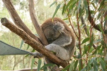 KOALA