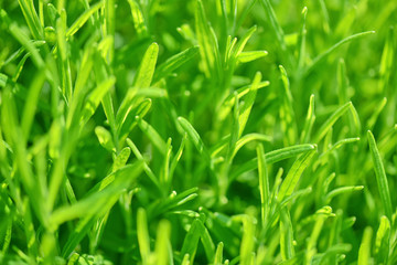 Fototapeta na wymiar Green nature, grass background A delicate grass background in the sunlight