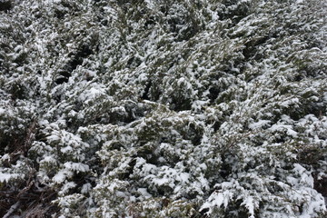 Branches of savin juniper covered with snow in winter