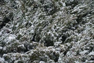 Foliage of savin juniper covered with snow in winter