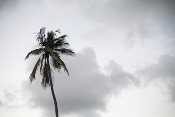 palmera con cocos sobre cielo nublado en Kenia