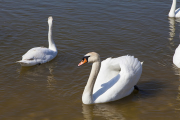 Swans on the lake