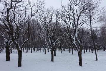 Fototapeta na wymiar Robinia pseudoacacia umbraculifera trees in the park in winter